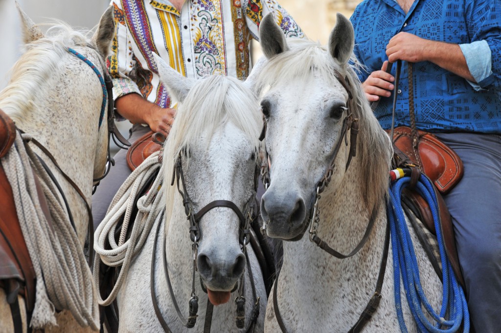 Traditional Camargue