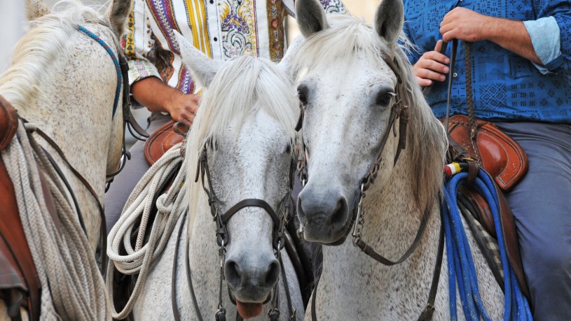 chevaux camargues et gardians