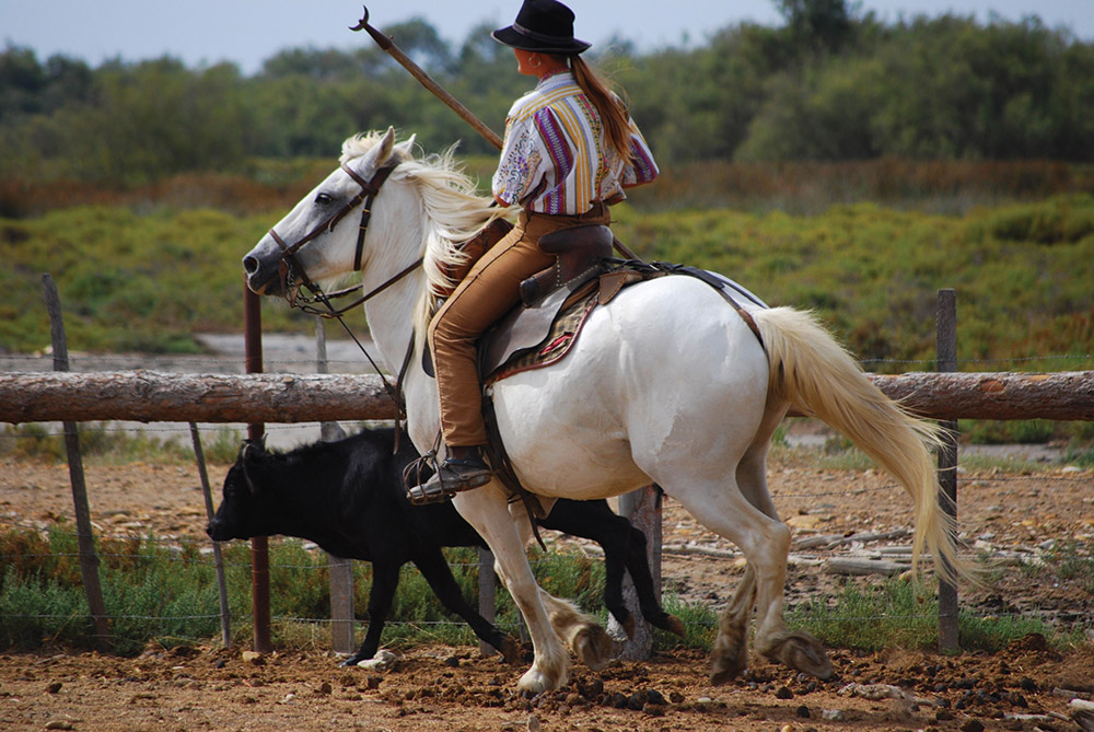 Camargue Passion